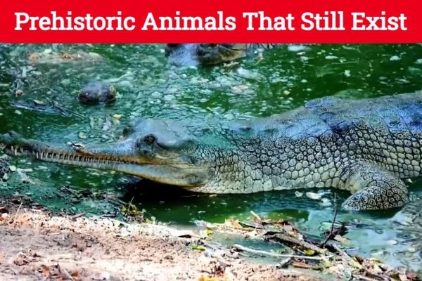 Discover the Surprising World of Prehistoric Animals That Still Exist