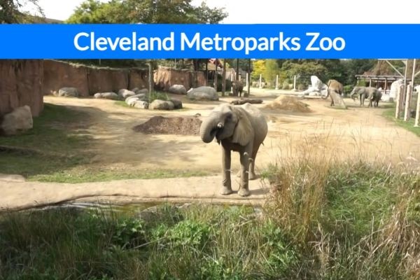 Discover the Top 10 Recent Developments at Cleveland Metroparks Zoo