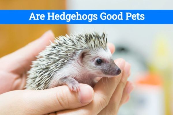 Why Are Hedgehogs Good Pets?