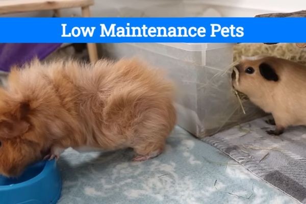 Top 5 Low Maintenance Pets for Busy Lifestyles