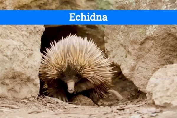 Why Is the Echidna Considered a Unique Mammal?