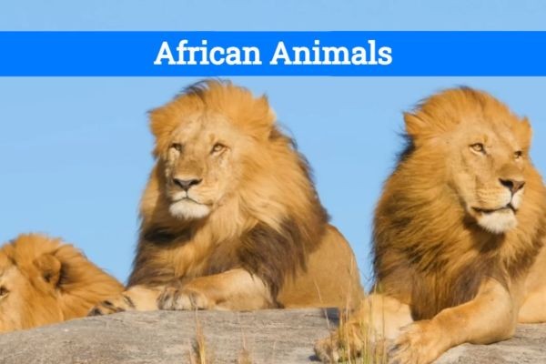 Why Are the Big Five African Animals Iconic?