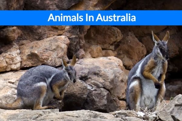 Discover 3 Iconic Australian Animals: A Must-Know Guide